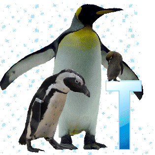 pinguinschokot.gif