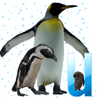 pinguinschokou.gif
