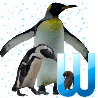 pinguinschokow_1.gif