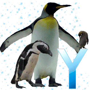 pinguinschokoy.gif