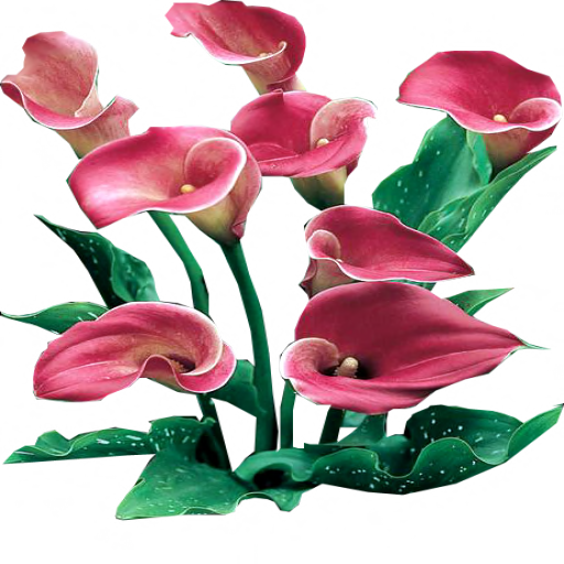 pink_persuasion_calla_lilies_by_lilipilyspirit-d4zg8ej.png