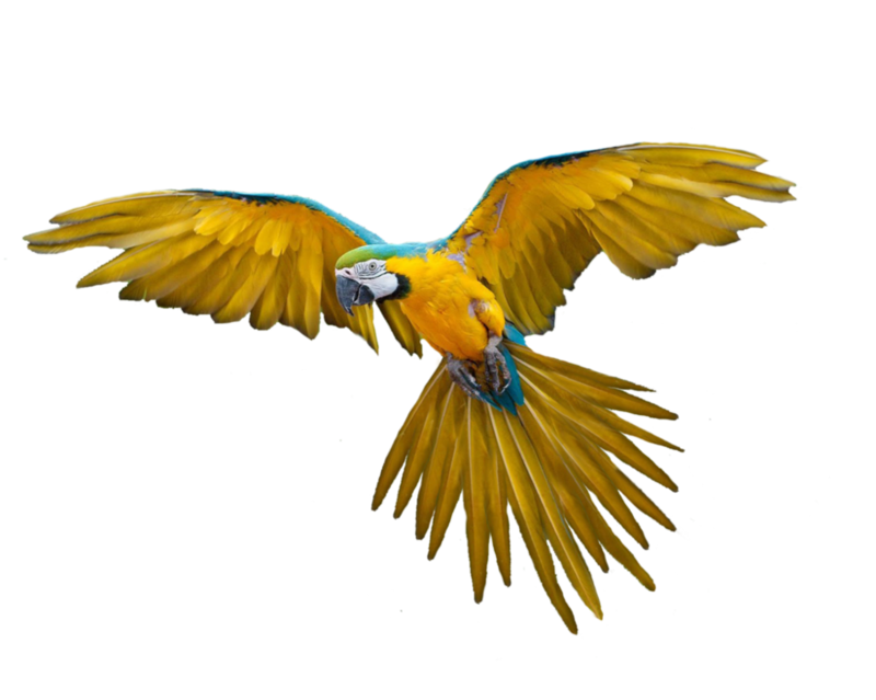 png_bird_by_moonglowlilly-d5n88u2.png