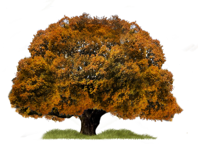 png_tree_by_moonglowlilly-d5n5bh7.png