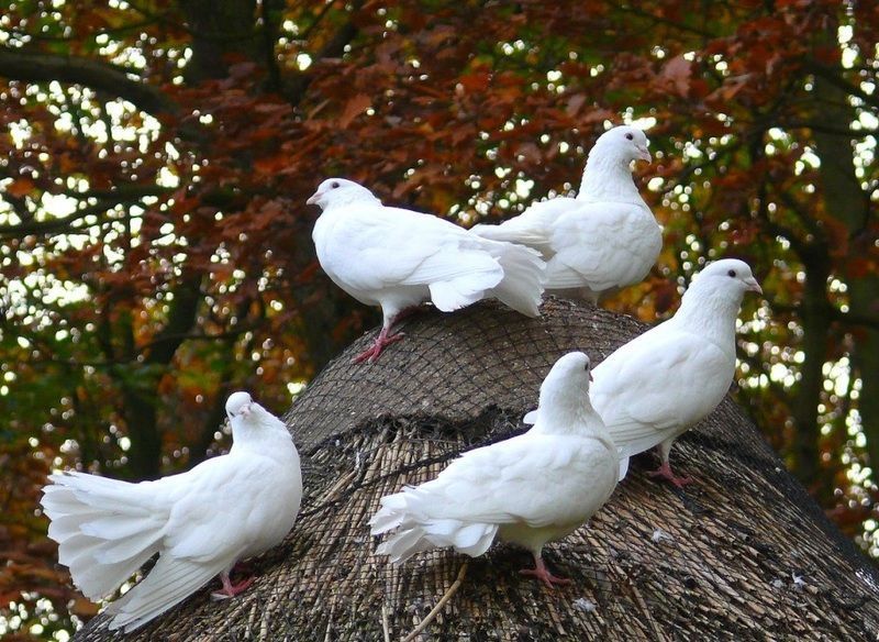 portrait-chinois-image-animal-colombe-symbole-big.jpg