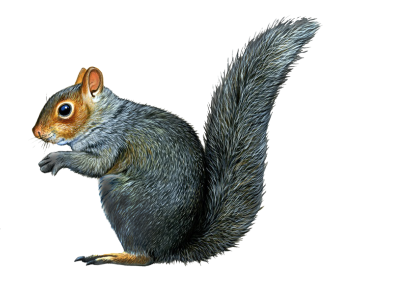 pre_cut_squirrel_by_moonglowlilly-d5neztp.png