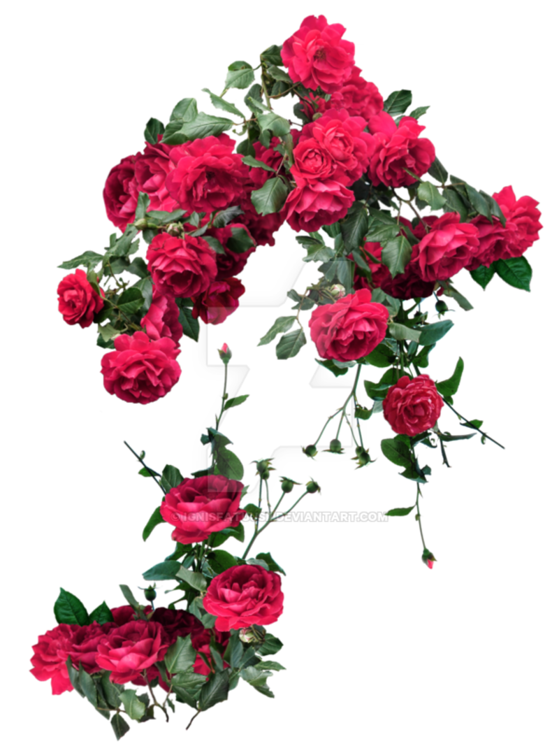 red_roses_exclusive_pack_2_by_ignisfatuusii-d747kcl.png