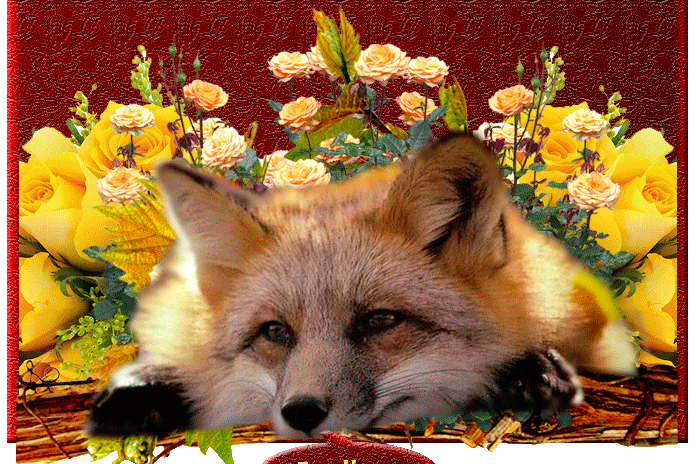 renard-10656594439438934893489.gif