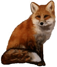 renard-11.gif