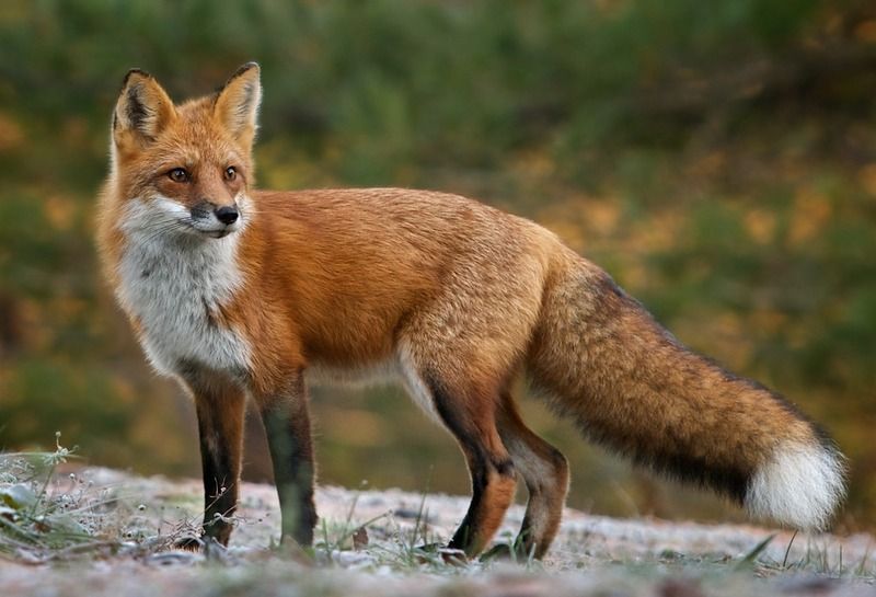 renard-129.jpg