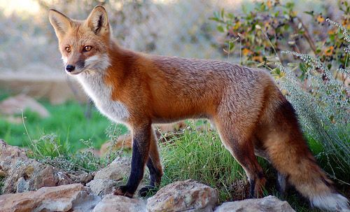 renard-134.jpg