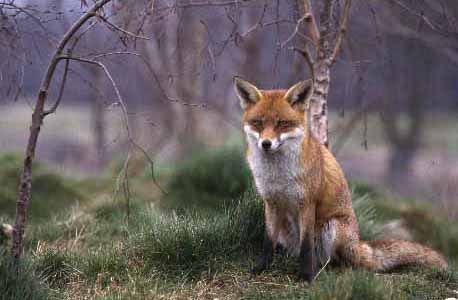 renard-137.jpg