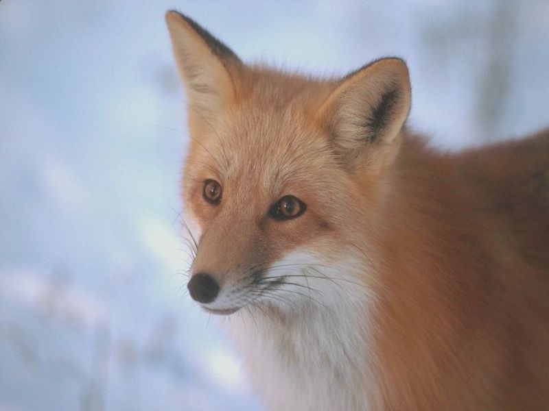 renard-141.jpg