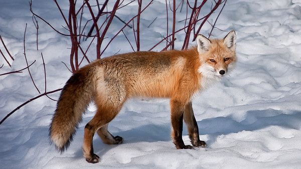 renard-1454554934943904309345.jpg