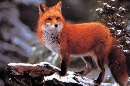 renard-151.jpg