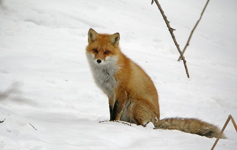 renard-152.jpg