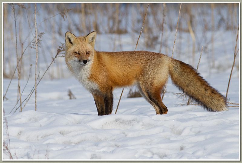 renard-155.jpg