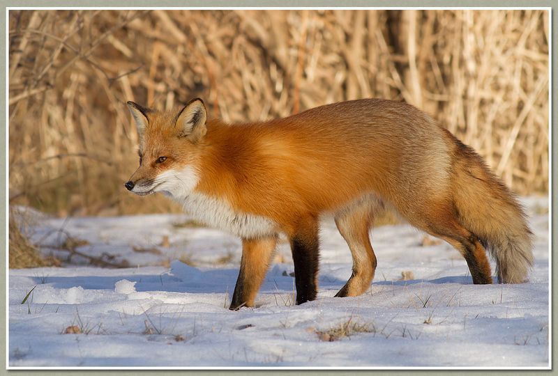 renard-156.jpg