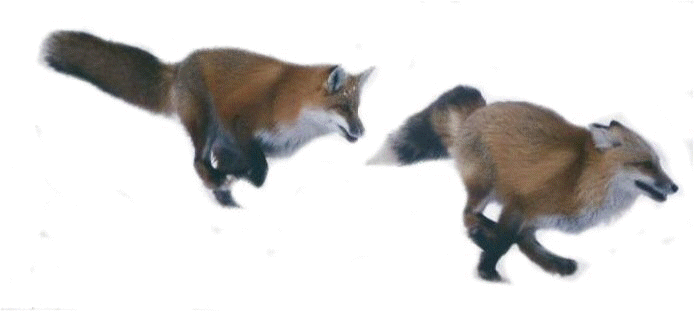 renard-16.gif