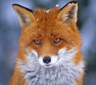 renard-162.jpg