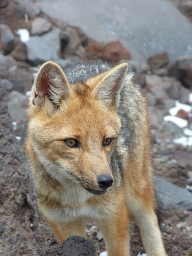 renard-164.jpg