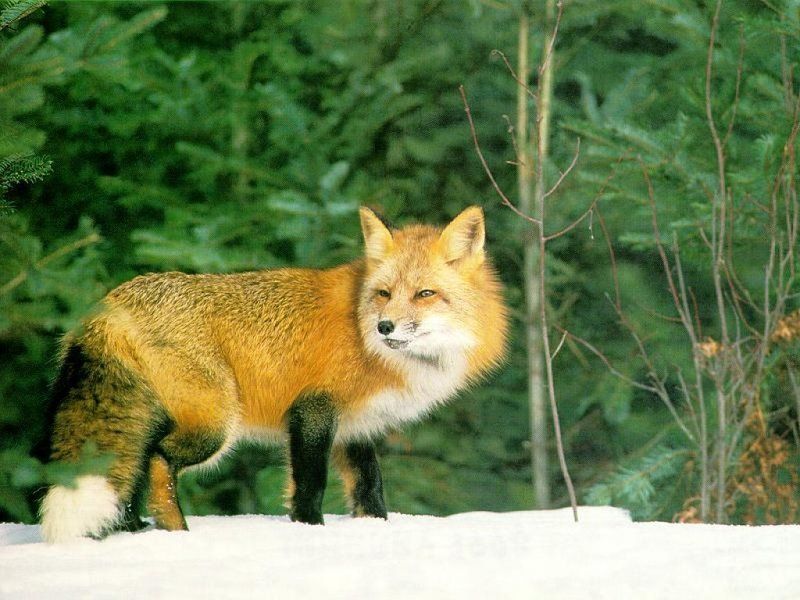 renard-17666590569090054904590.jpg