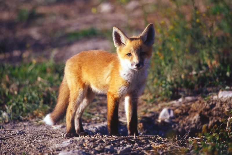 renard-18.jpg