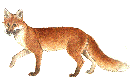 renard-187677690760976976907690.gif