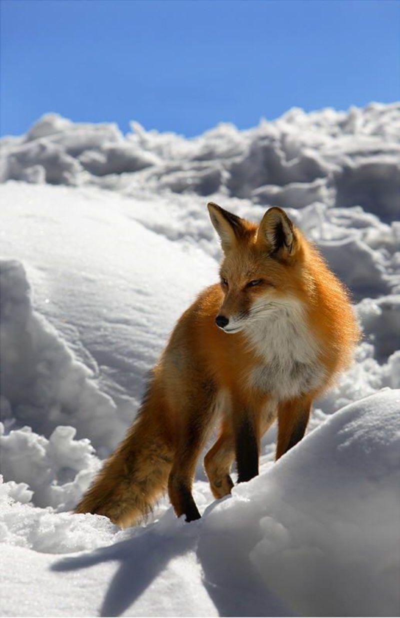 renard-190.jpg