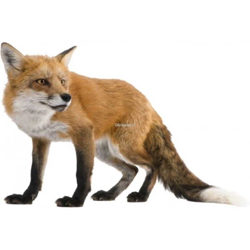 renard-196.jpg