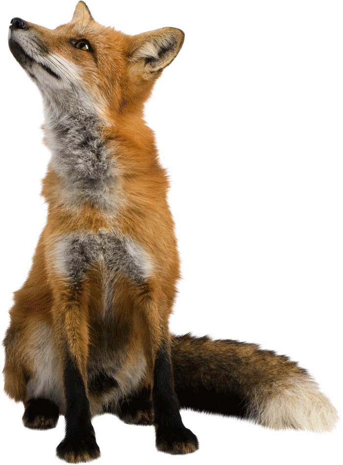 renard-24.gif