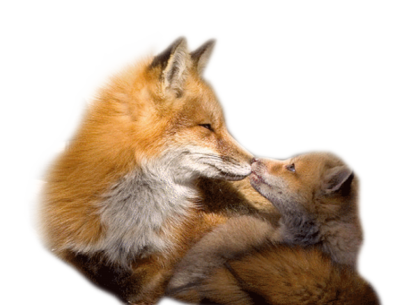 renard-265569549439034903490390390.png