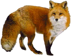 renard-34534439349034039039300334.png