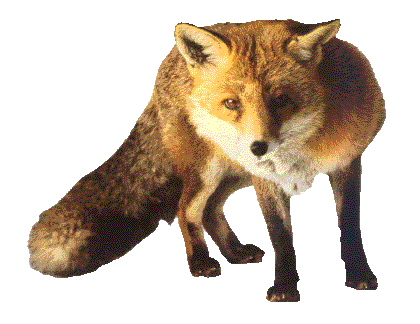 renard-37.gif