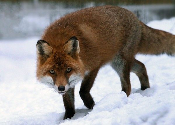 renard-38877807606790769609069.jpg