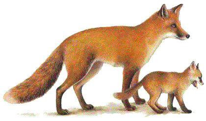 renard-39.gif