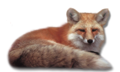 renard-65544304390340930903934345.png