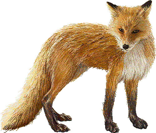 renard-655699076907690670679067907690674.gif