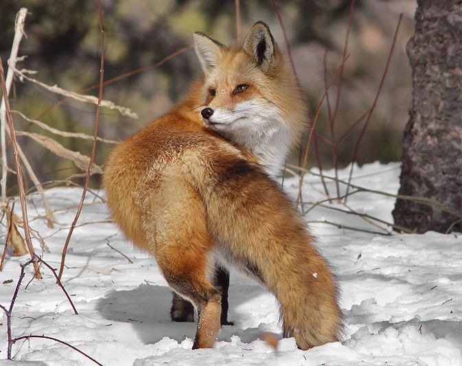 renard-6766055400404300330303.jpg