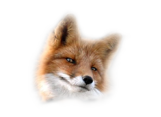 renard-7665504503030304.png