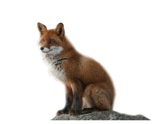 renard-7667990459054904390341.png