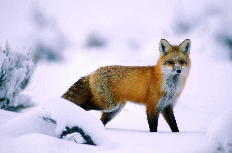 renard-77.jpg