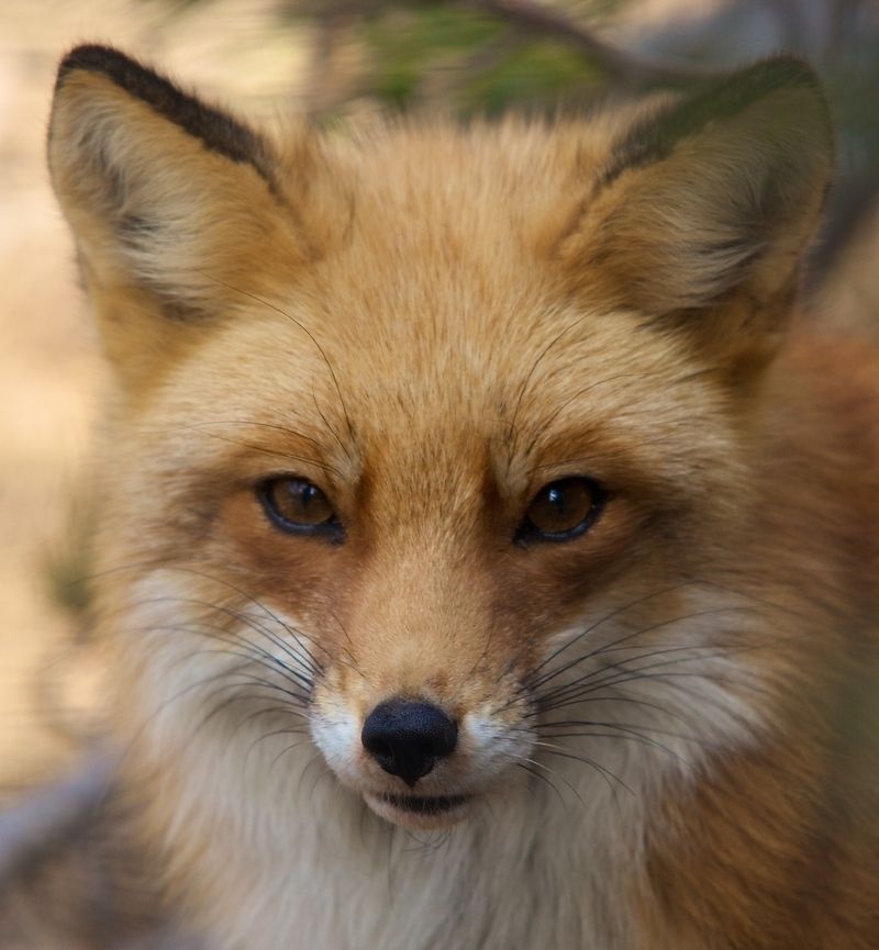 renard-78.jpg