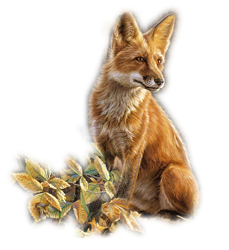 renard-8.png