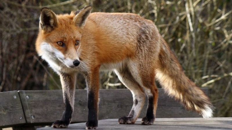 renard-98.jpg