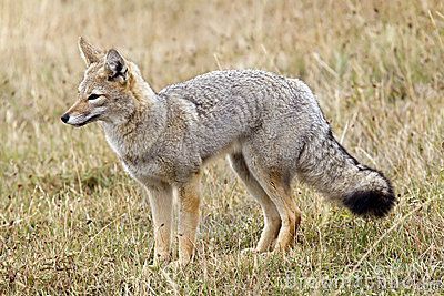 renard-gris-5876399.jpg