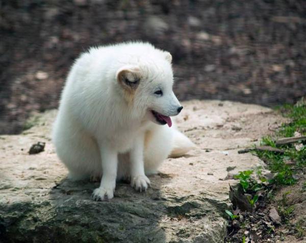 renard-polaire-trop-chaud.jpg