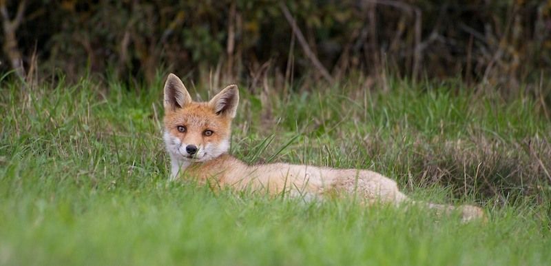 renard-roux-au-repos.jpg