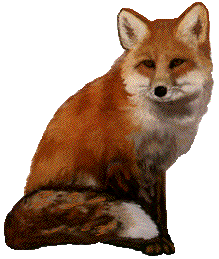 renard20roux.gif