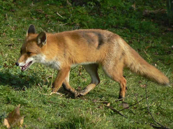 renard_roux_6.jpg