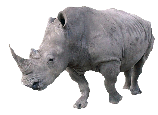 rhinoceros-fond-transparent.gif